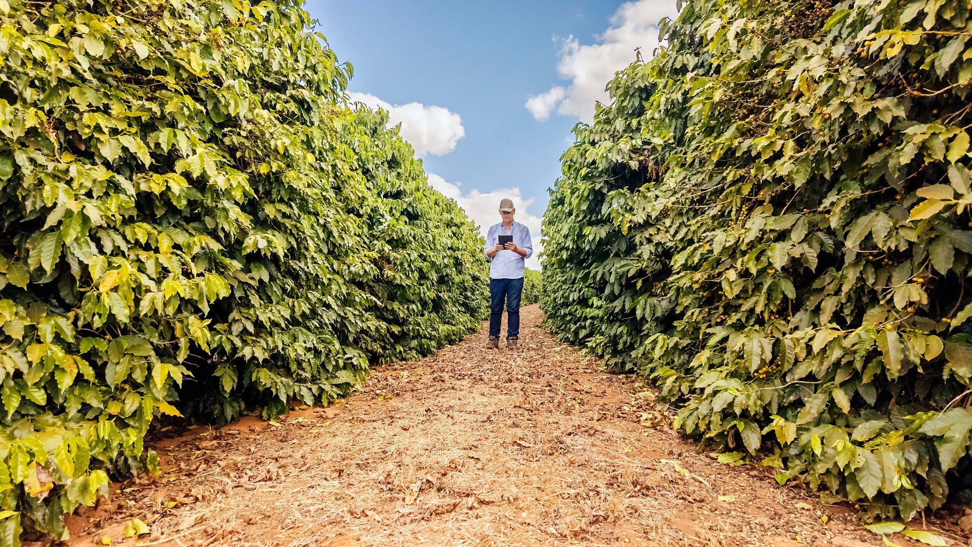 Man examining coffee plantation.