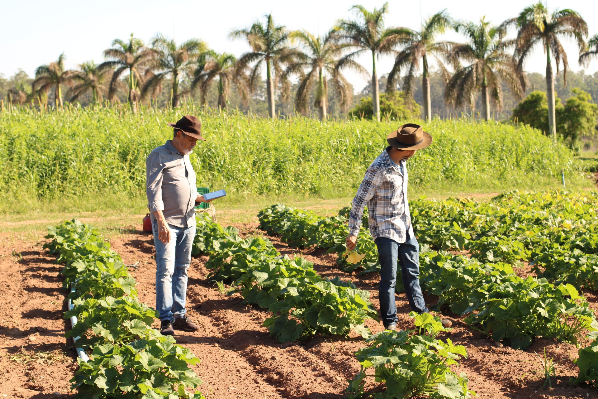 use of technology in sustainable agriculture